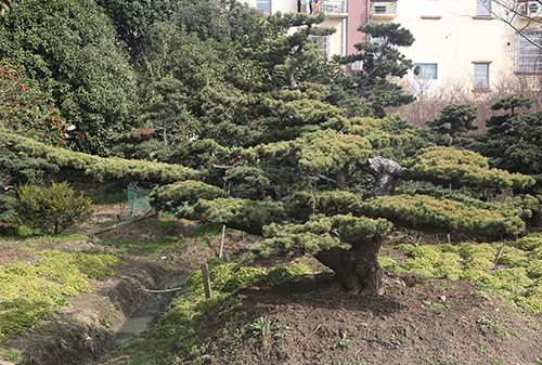 園林一角