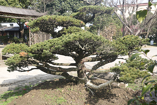 園林一角
