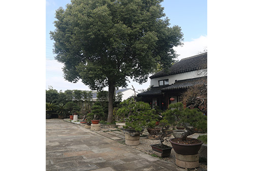 園林一角